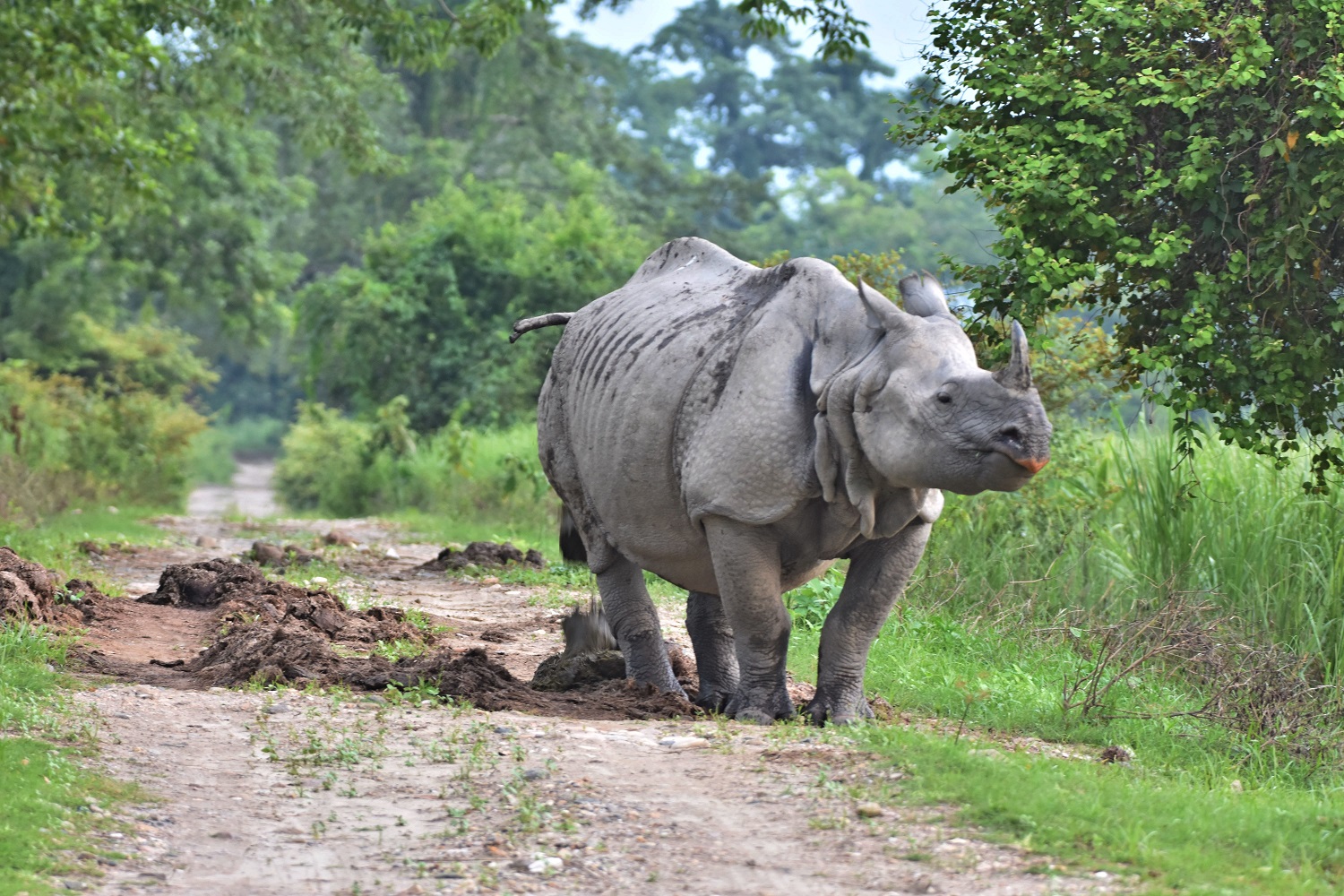 Kaziranga National Park