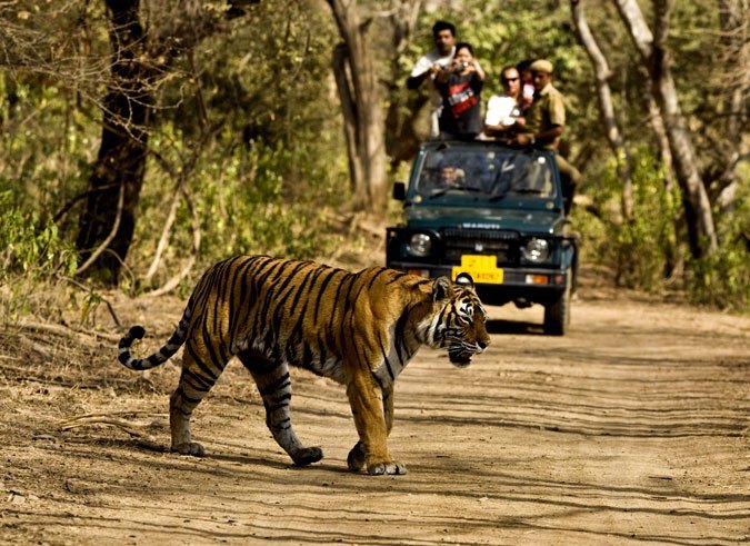 Kaziranga Wildlife