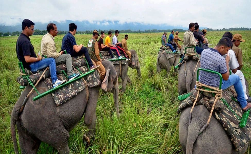 Kaziranga Safari